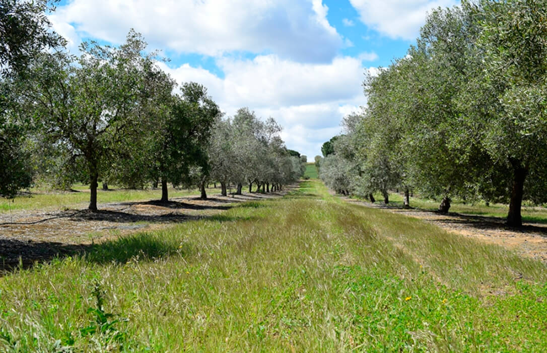 Pérdida de suelo agrícola: calculan a ‘huella’ del suelo, un indicador sencillo del impacto que tienen los cultivos en su erosión