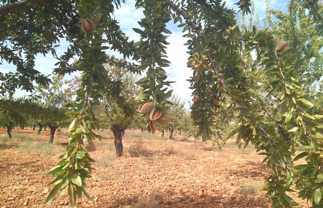 Reclaman un mayor control a las importaciones de almendra. hunde los precios nacionales y la ecológica arrastra pérdidas de más del 30%