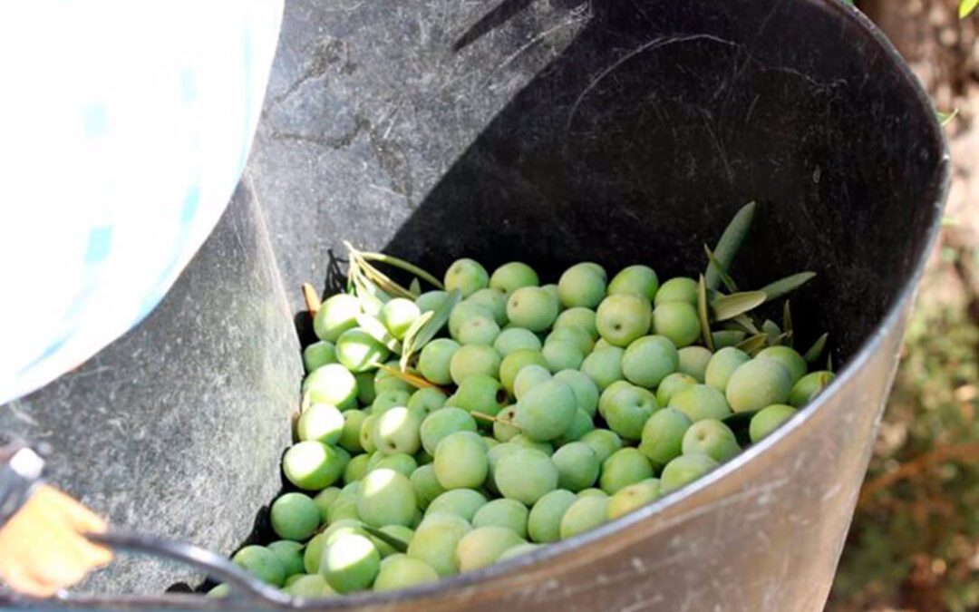 Califican de emergencia la campaña de la aceituna aloreña con una producción sólo del 15% por la falta de lluvia