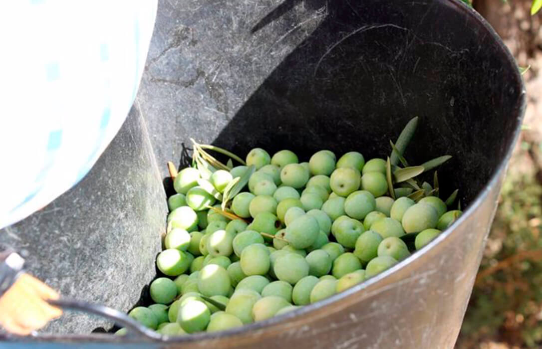 Califican de emergencia la campaña de la aceituna aloreña con una producción sólo del 15% por la falta de lluvia