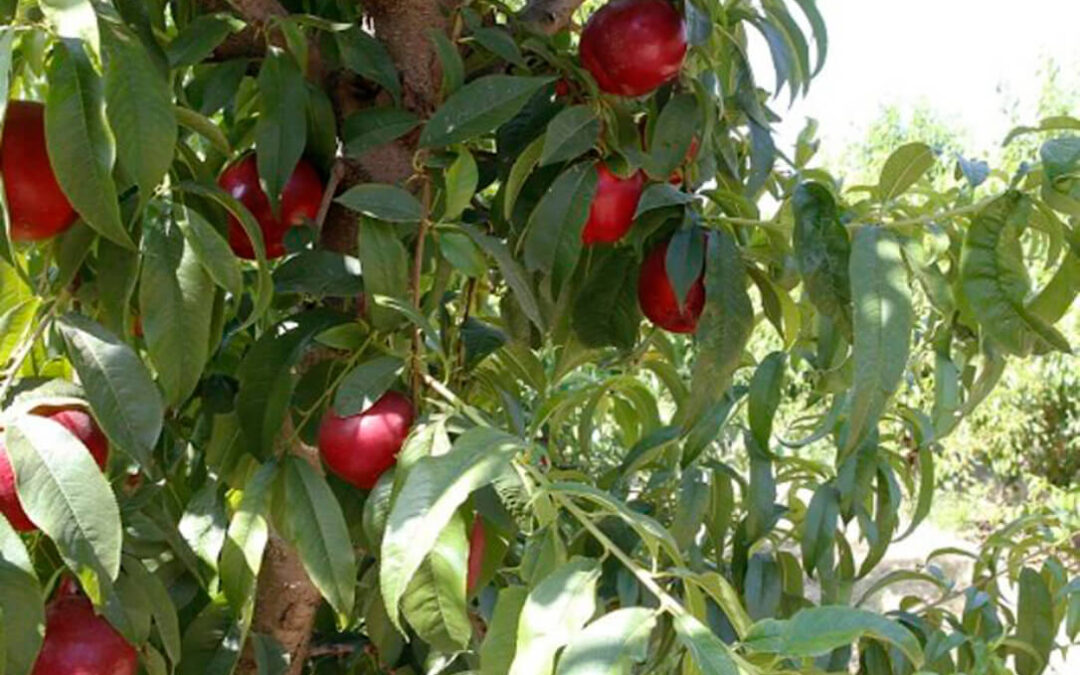 Alertan de que la campaña de fruta dulce solo permitirá cubrir costes y reclaman ampliar las ayudas previstas al sector