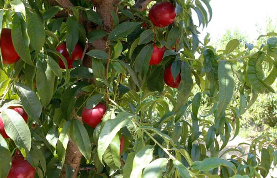 Alertan de que la campaña de fruta dulce solo permitirá cubrir costes y reclaman ampliar las ayudas previstas al sector