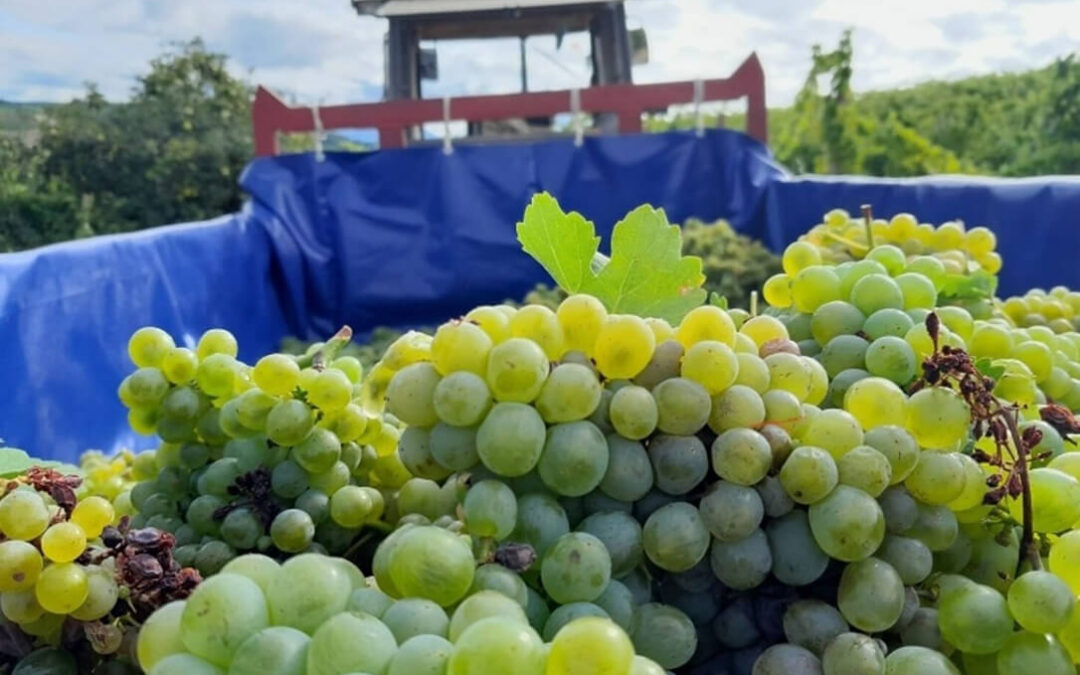 La autorización del uso de la uva godello en la DO Rueda desata un aluvión de críticas del sector y administraciones leonesas