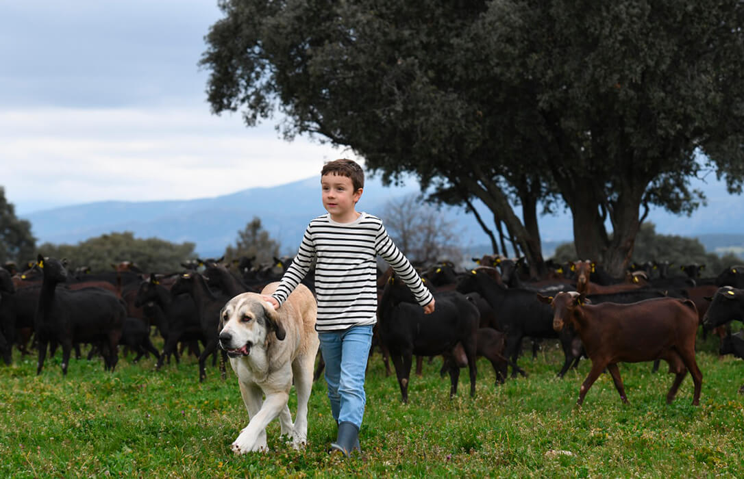 InLac anima a los consumidores a escoger alimentos lácteos españoles durante la ‘vuelta al cole’ para preservar las zonas productoras