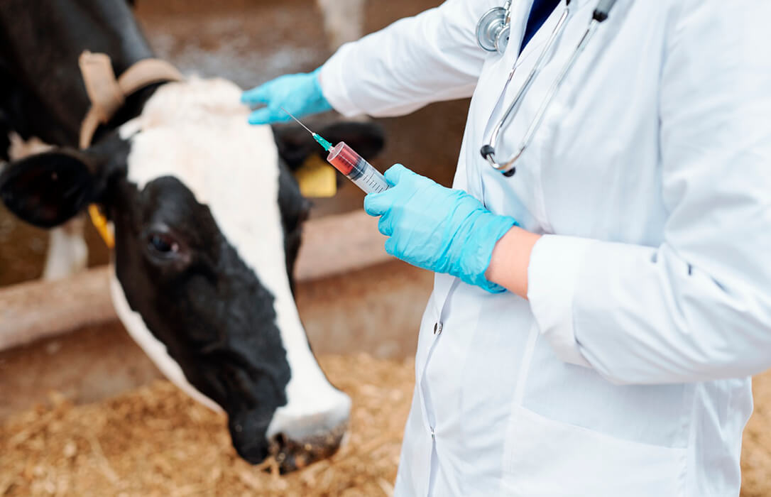 Los veterinarios piden ayudas económicas a las administraciones para impulsar las vacunas contra la EHE y la lengua azul