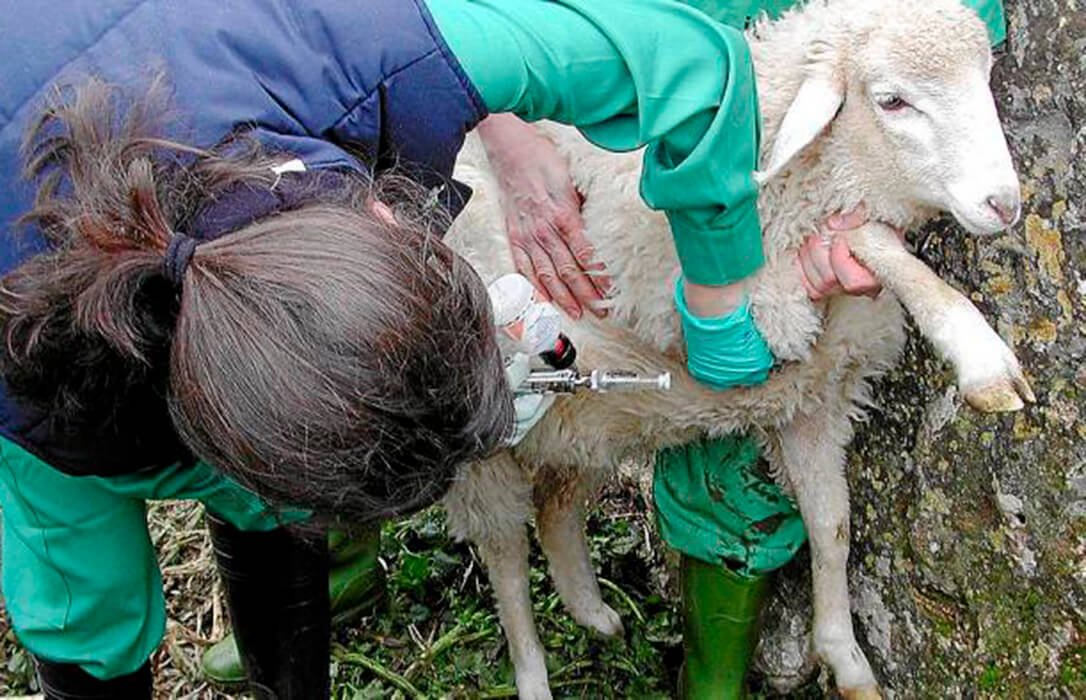 La Conselleria de Agricultura confirma casos de lengua azul en 12 explotaciones de Mallorca y en una de Menorca