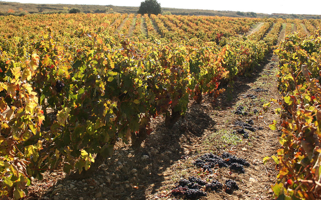 Piden medidas urgentes y contundentes tras anunciar las grandes bodegas riojanas que van a volver a pagar muy por debajo de los costes