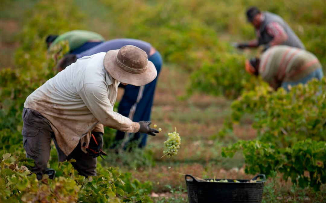 Indefensión ante la normativa laboral: «Los que elaboran estas normas son desconocedores totales de la realidad del sector agrario»