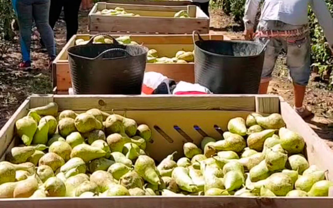 El Observatorio de precios de la Junta de Extremadura lleva dos años sin realizar un solo estudio de coste de producción de productos agrarios