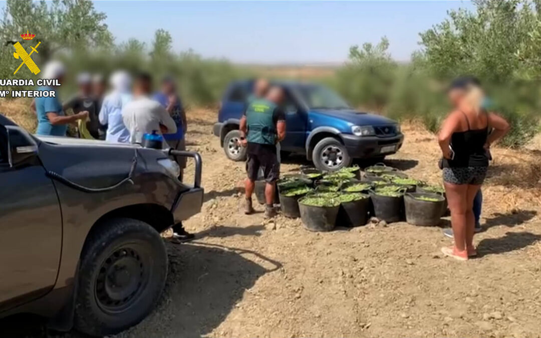 La Guardia Civil frustra un robo de casi media tonelada de aceitunas en Sevilla durante el primer día de la campaña de verdeo