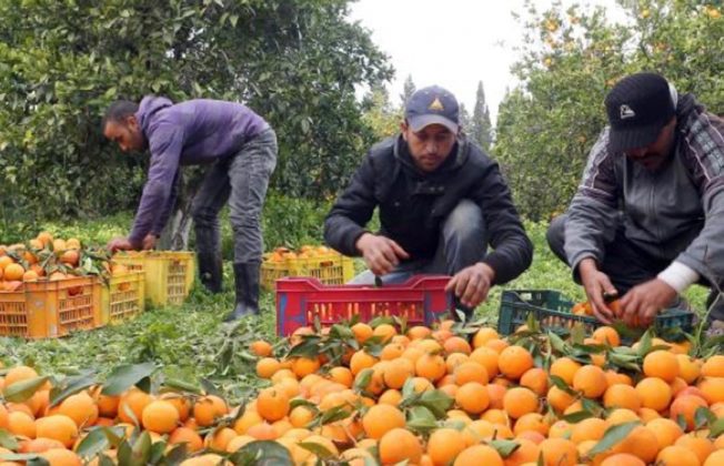 La bajada de la producción nacional e incluso de las importaciones condiciona las primeras compras de cítricos