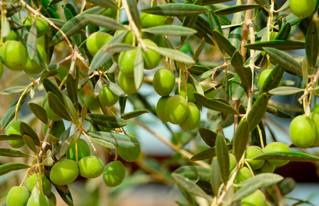 Los productores de aceituna de mesa denunciarán ante la AICA todo contrato que se firme por debajo de 1,20 €/kg para entamado