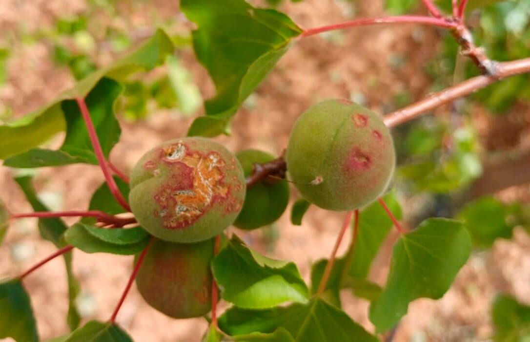 Abonados 64 millones de euros a los productores de frutales por los siniestros registrados en la campaña actual