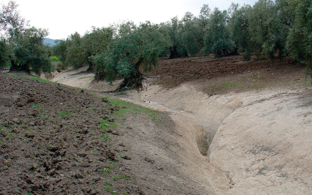 El proyecto VITA-TERRA apuesta por transformar los suelos infértiles de Andalucía en suelos «vivos» y productivos