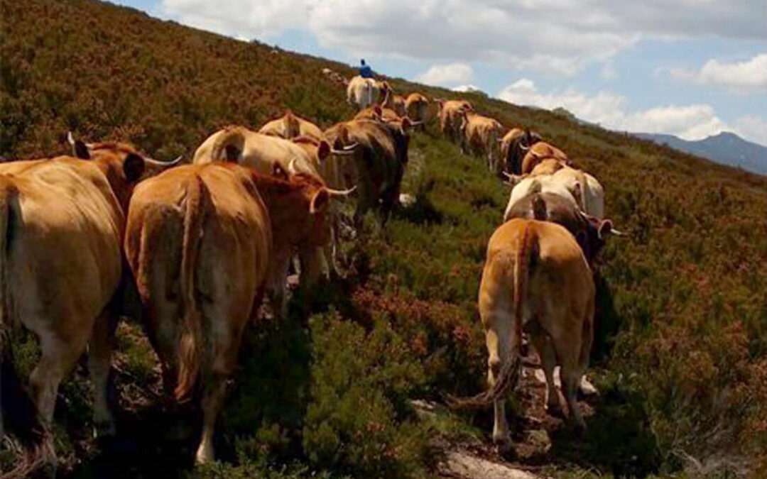 Luces y sombras a la propuesta de reforma de la PAC 2028/35: piden revisar las negociaciones comerciales y reducir el consumo de carne