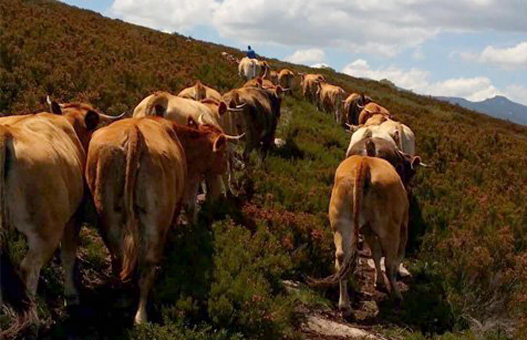 Luces y sombras a la propuesta de reforma de la PAC 2028/35: piden revisar las negociaciones comerciales y reducir el consumo de carne