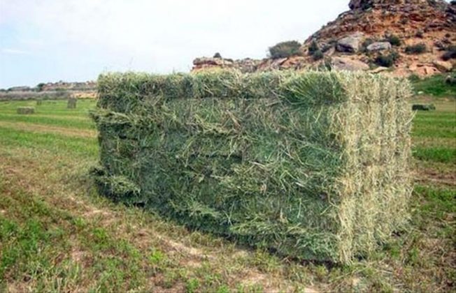 Los cereales siguen sin movimiento en una lonja de León donde sube la alfalfa y en la que necesidad de reponer hembras hace subir la carne