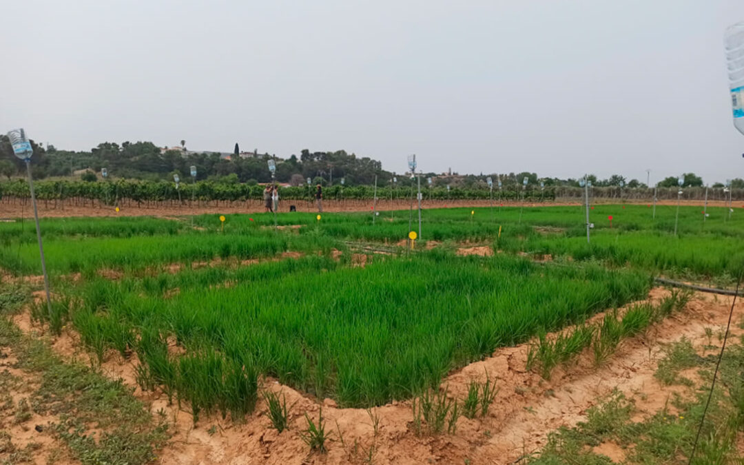 Un seminario internacional abordará las alternativas al riego por inundación en el cultivo de arroz aplicadas en España, Italia y Chile