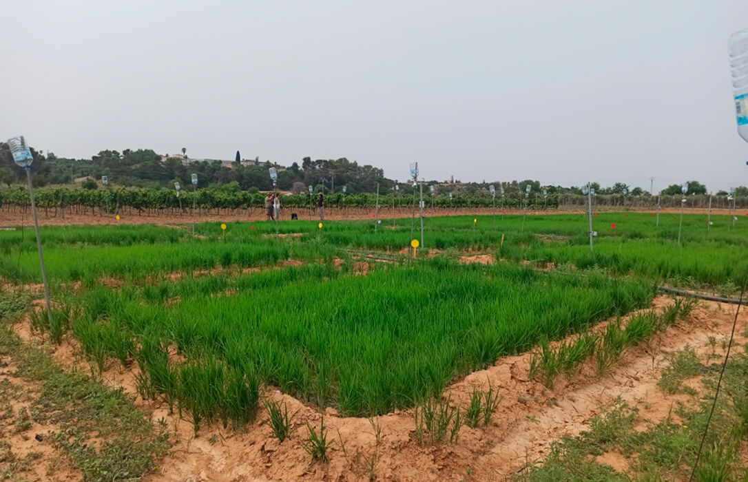 Un seminario internacional abordará las alternativas al riego por inundación en el cultivo de arroz aplicadas en España, Italia y Chile