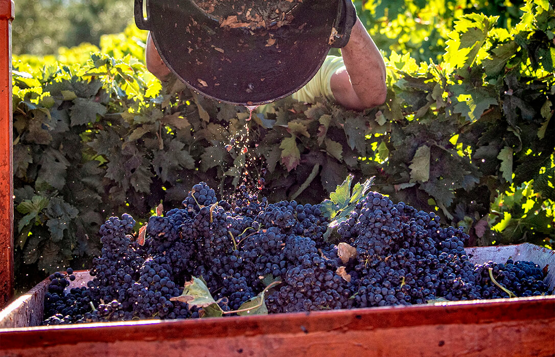 Atasco en las puertas de las bodegas riojanas: piden una correcta planificación para recibir la uva que ya se debería estar vendimiando