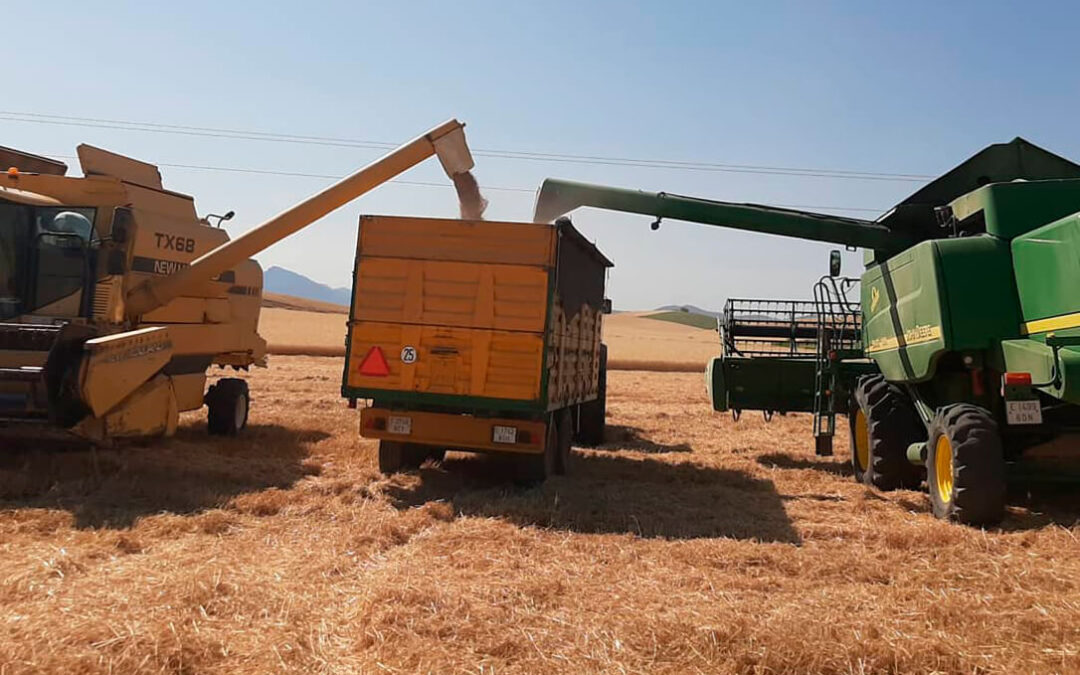 Suben los cereales después de dos meses: subida generalizada en las lonjas nacionales y el mercado internacional