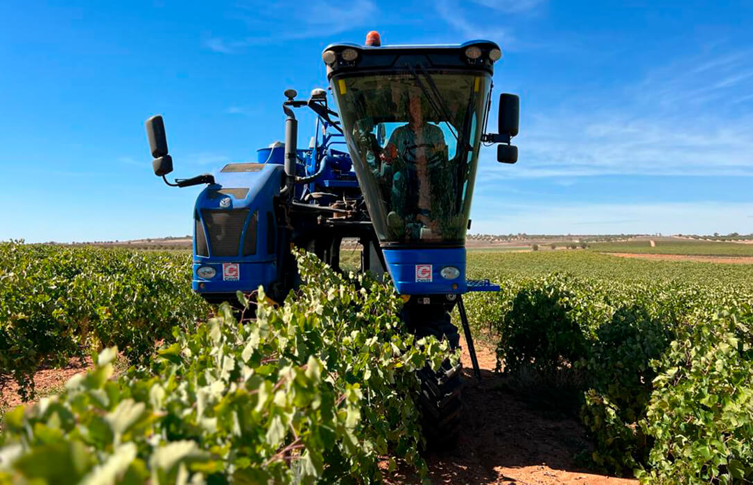 Los viticultores advierten de que los precios de la uva ponen en jaque a parte del viñedo de Castilla-La Mancha y amenaza su subsistencia