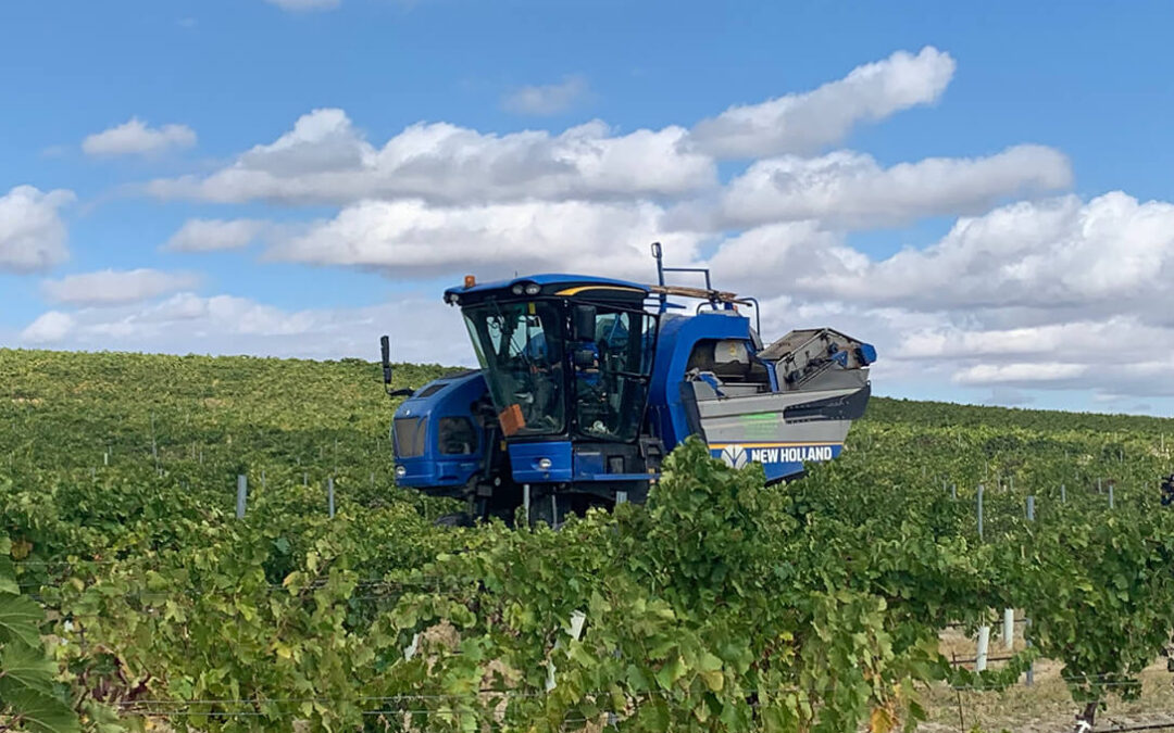 Grupo Pistacyl amplía su producción de vino de la D.O. Rueda con la incorporación de la variedad Sauvignon Blanc