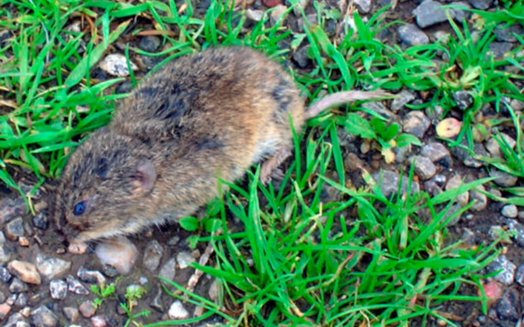 La tularemia suma ya 111 casos en Castilla y León y de ellos más del 80% se han dado en la provincia de Palencia