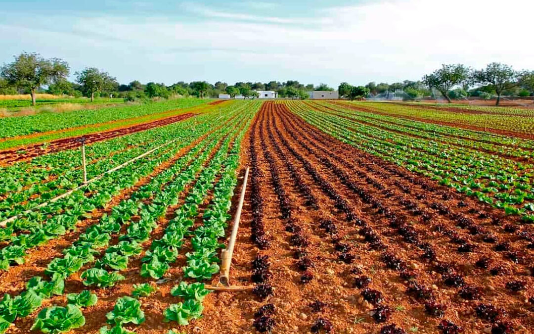 Informe sobre el futuro de la agricultura europea: piden a Von der Layen menos literatura y más acciones ligadas al campo de verdad