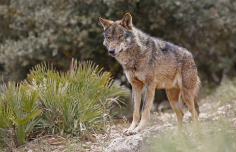 Siguen las críticas a Ribera por su protección del lobo: «O no tiene datos actualizados o no quiere facilitar la información que tiene»