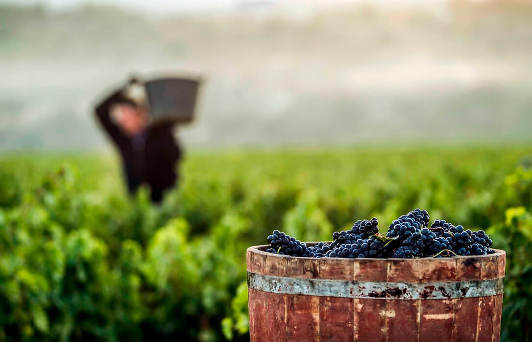 La Denominación de Origen Calificada Rioja da por cerrada su vendimia con 264 millones de kilos de uva recogidos