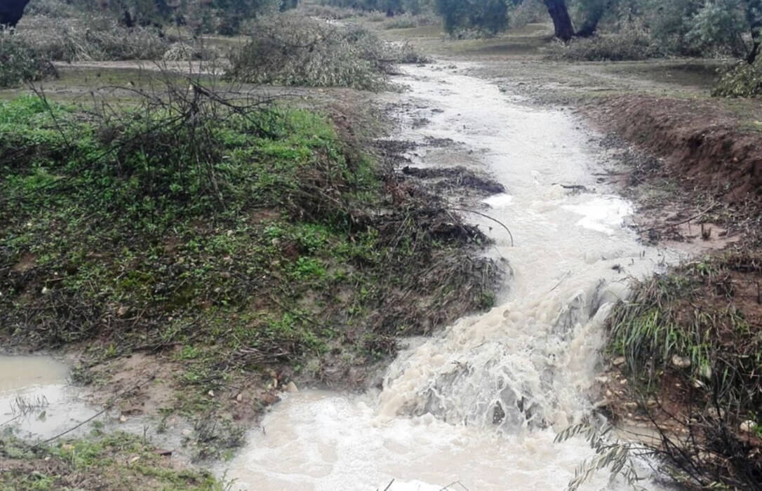 La cuenca del Guadalquivir recoge 37 hectómetros cúbicos tras las últimas lluvias y deja sin necesidades de riego a gran parte de la cuenca