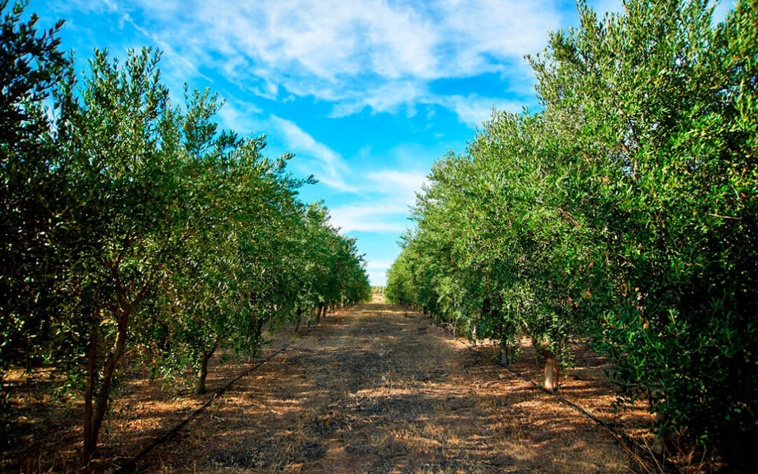 La plataforma Arima, primera calculadora agro en Europa y Latinoamérica certificada por AENOR que mide el impacto directo e indirecto de CO2