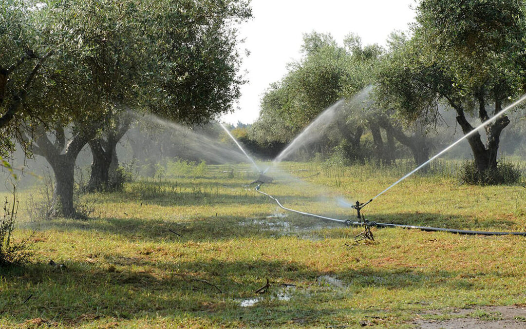 Regar menos los olivos pero de forma controlada permite ahorrar un 50% de agua sin disminuir la producción