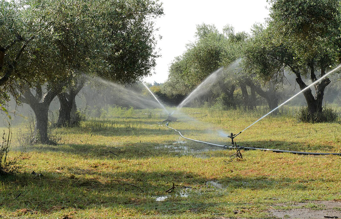 Regar menos los olivos pero de forma controlada permite ahorrar un 50% de agua sin disminuir la producción