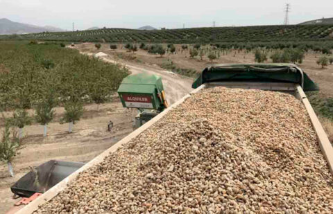 Los productores de almendra acusan a las lonjas de perjudicarles: «Antes se cotizaba por su calidad, ahora por debajo del mercado mundial»