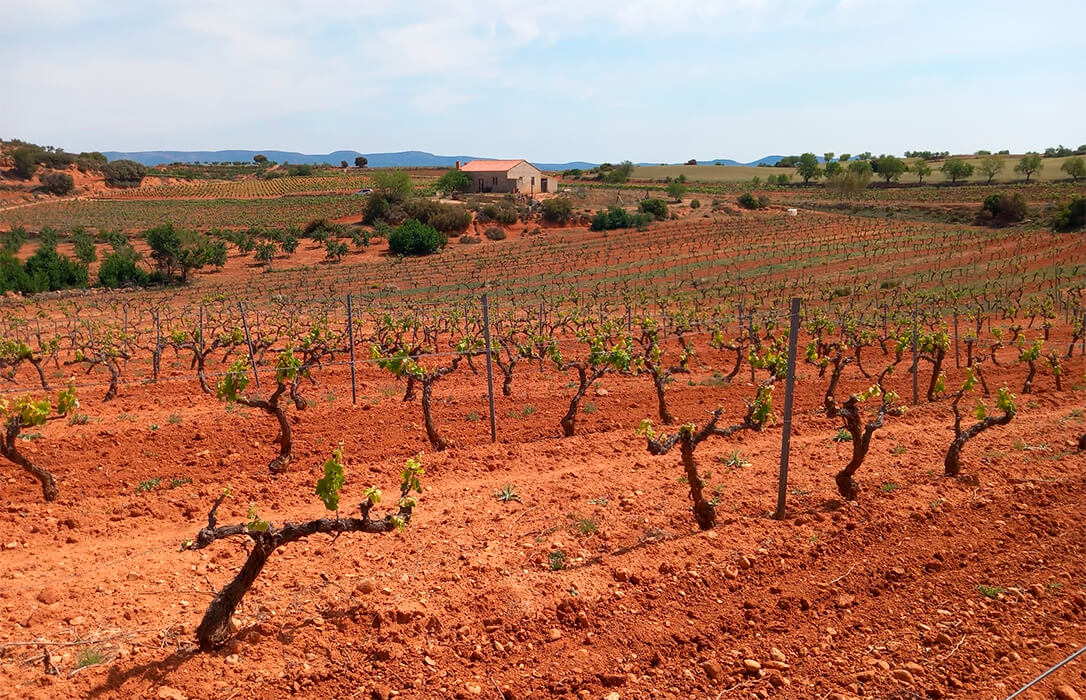 Reclaman a la C. Valenciana la ampliación de las ayudas por la sequía y al Ministerio de Agricultura que las complemente