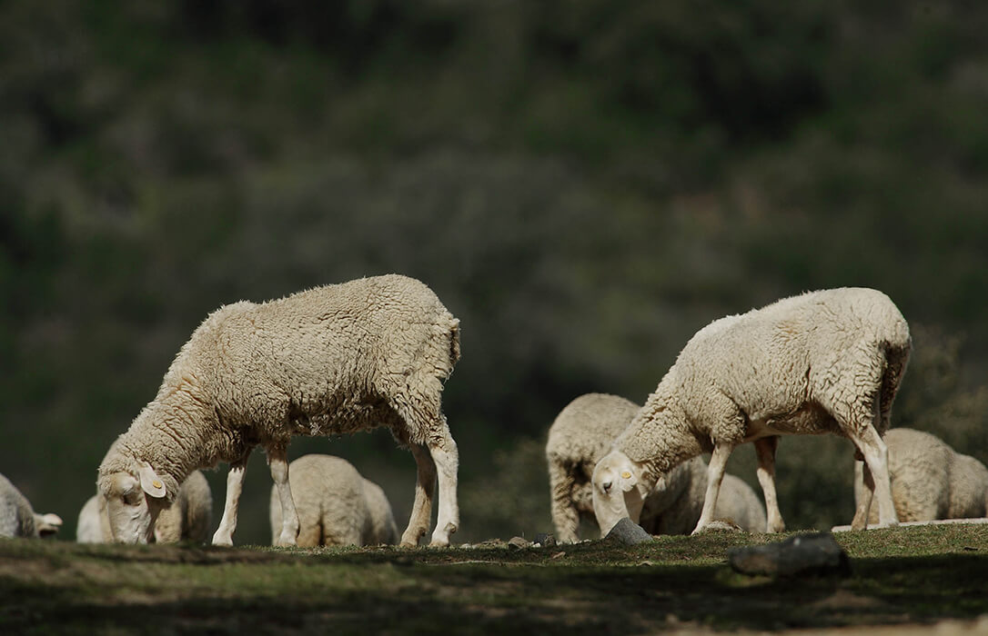 Andalucía ha empezado a vacunar en Cortegana (Huelva) contra el virus de la lengua azul tras detectarse los primeros casos del serotipo 3