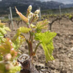 Fijada en 903 hectáreas la superficie autorizada para nuevas plantaciones de vid en 2026 y las restricciones al cava en los próximos 3 años