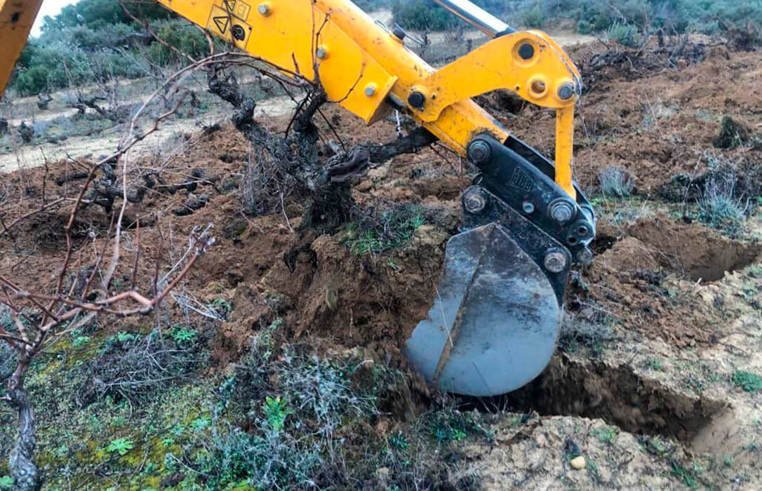 Planas descarta un arranque de viñas en España como el que hará Francia porque «cada país tiene su propia problemática y soluciones»