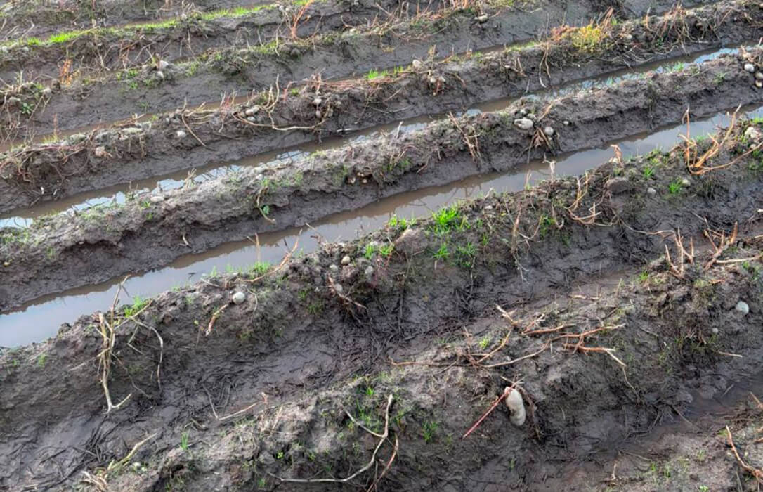 Los efectos del temporal Kirk: piden ayudas directas para las fincas en las que no se puedan recoger los distintos cultivos