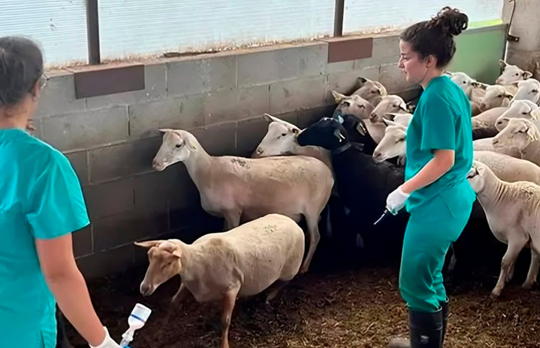 Propuesta de ayudas directas para las ganaderías afectadas por la lengua azul y refuerzo de las medidas sanitarias