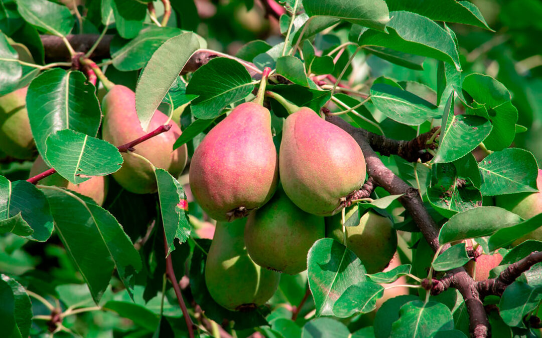 El Ministerio abona casi 1,9 millones de euros de ayuda extraordinaria a 510 nuevos agricultores de frutales y frutos de cáscara