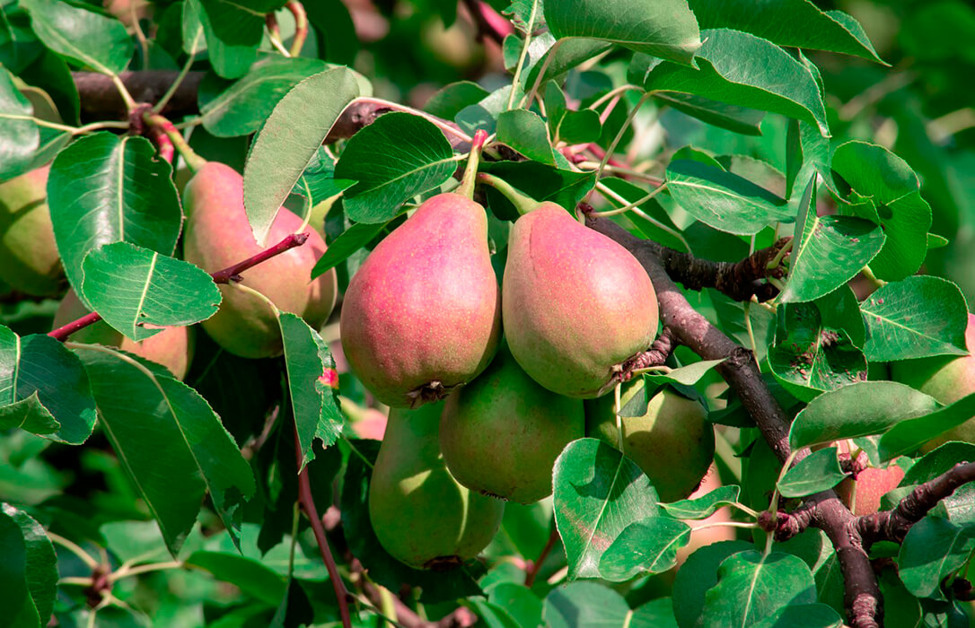 El Ministerio abona casi 1,9 millones de euros de ayuda extraordinaria a 510 nuevos agricultores de frutales y frutos de cáscara