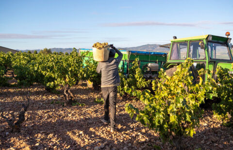 El paro en la agricultura cae el 1,73% en septiembre, con 85.911 desempleados y la afiliación al Sistema Especial Agrario sube un 2,86%