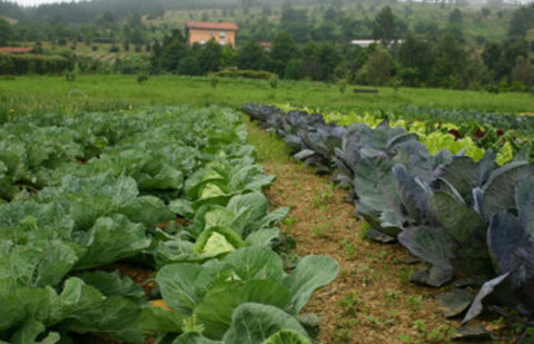 España supera a Francia en superficie ecológica con un 12,51% de la superficie y lo quiere celebrar en el 40 aniversario de BioCultura