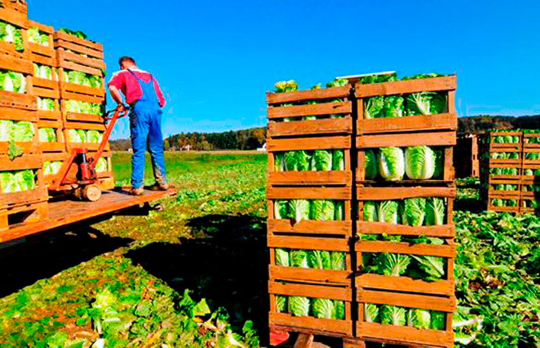 Compensación a los agricultores por la rebaja del IVA de los alimentos: «Esperamos que esto no se quede sólo en un anuncio y se materialice»