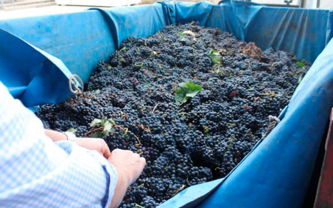 Reiteran la exigencia de extremar el control de la entrada de uva en las bodegas ante una vendimia con una evidente escasez de uva en las viñas