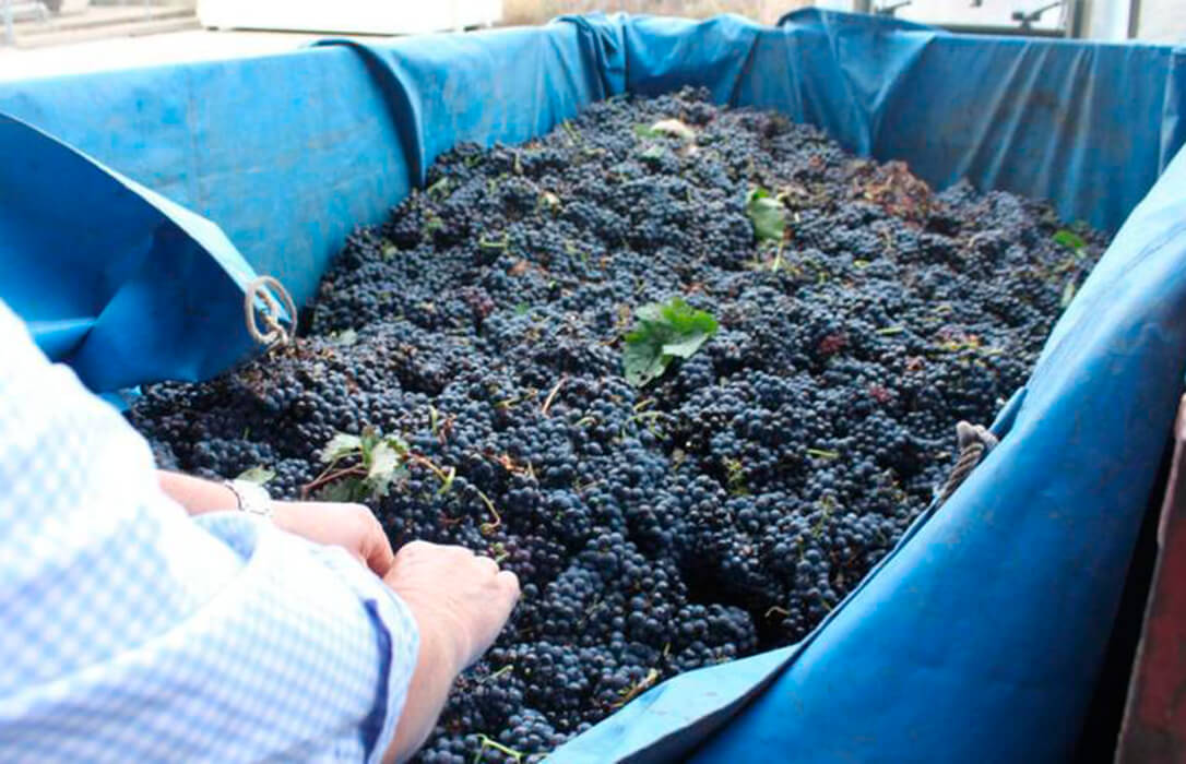 Reiteran la exigencia de extremar el control de la entrada de uva en las bodegas ante una vendimia con una evidente escasez de uva en las viñas