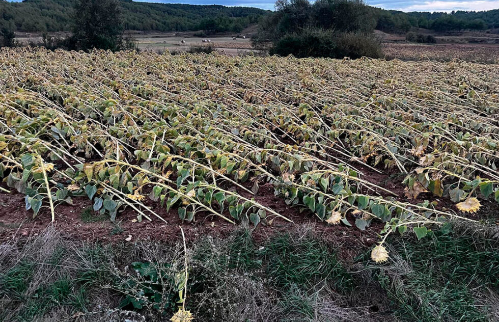 Los Vientos Del Temporal Kirk Y El Exceso De Lluvia Provocan Graves